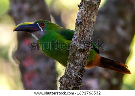 Emerald Toucanet (Aulacorhynchus prasinus) in the colombian forest
