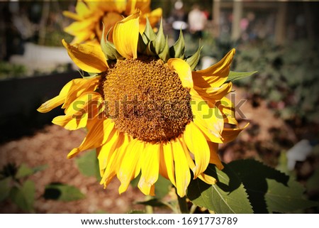 Sunflower in field ready for harvest 