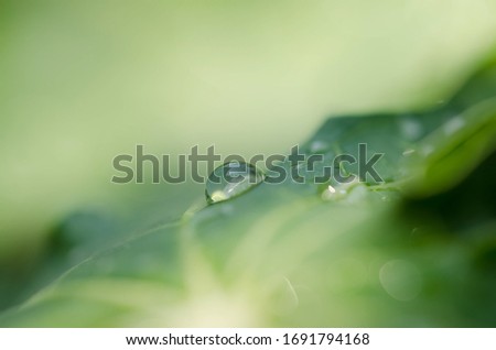 Close-up​ dew drop on the green leaf