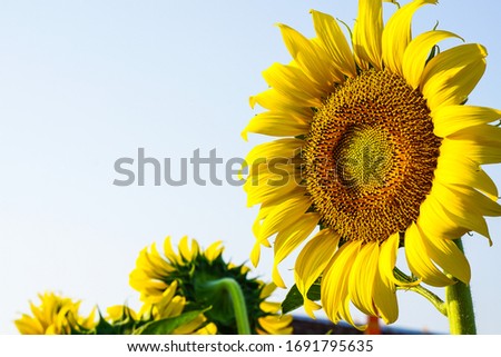 The sunflower on the right receives sunlight, close-up view, with spaces for text.