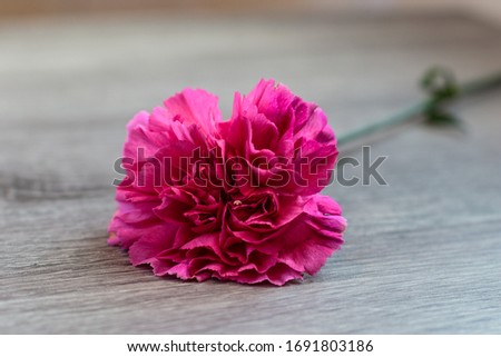 Pink flower floral background rustic white background