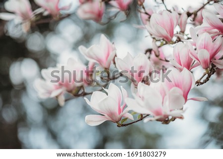 Spring floral background. Beautiful light pink magnolia flowers in soft light. Beautiful flowering magnolia tree. Close upBlooming branch of magnolia tree in spring time.