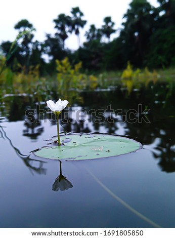 the flowers and leafs in the water