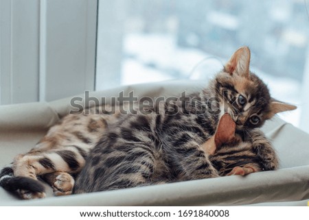 Two cute bengal kittens gold and chorocoal color laying on the cat's window bed playing and fighting. Sunny seat for cat on the window.