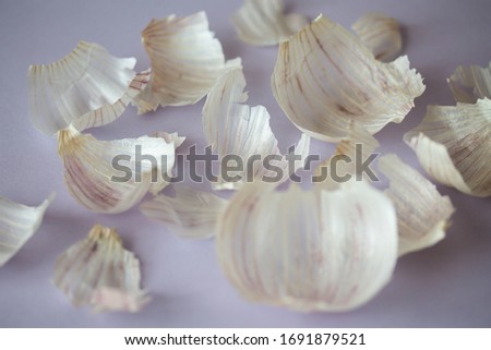 Garlic skin on soft purple background. Close up of seasonal vegetable peels. Cosmetics and treatment natural ingredient. Harvesting background