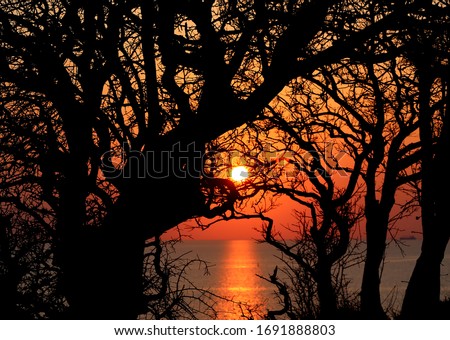 Beautiful photo landscape sunset seascape with trees and branches
