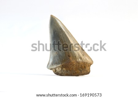 Fossil shark tooth Royalty-Free Stock Photo #169190573