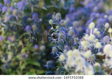 abstract blurred background image in purple colors, sharpness only in some places in flowers