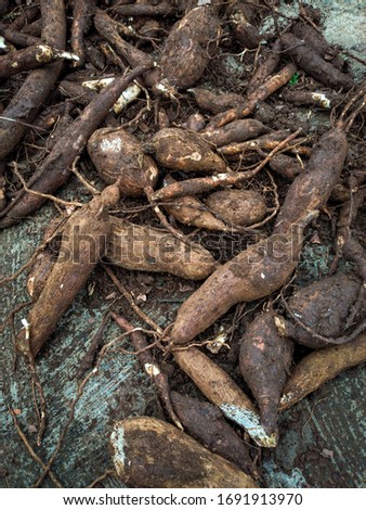 Cassava (Manihot utilissima) is a tropical and subtropical annual shrub of the Euphorbiaceae tribe. Umbria is widely known as a staple food producing carbohydrates. 