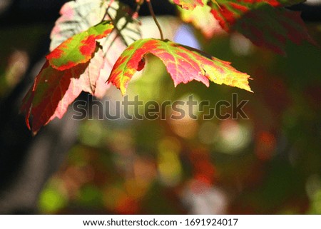 Fall Foliage in New Jersey