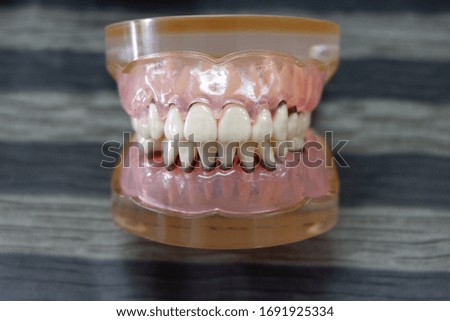 dental jaw replica in selective focus. 