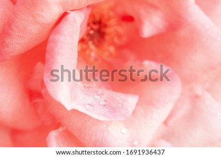 Close-up of a pink rose. Pink petals with drops.