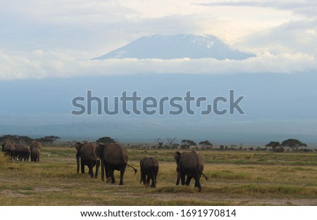 Group of elephants walking in the savannah with Mount Kilimanjaro emerging from the clouds in the background. Amboseli National Park, Kenya.