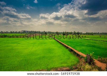 Nature background of tourist attractions (bridge KhokKrachai)or100-year-old wooden bridge in Khon Buri ,Nakhon Ratchasima in Thailand, tourists always come to see rice fields during the holiday