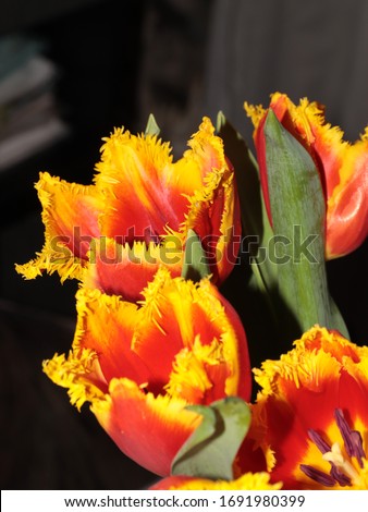 beautiful spring large Tulip flowers as a decorative element of a garden plot