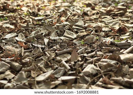 calming picture of dead brown leaves in the park 