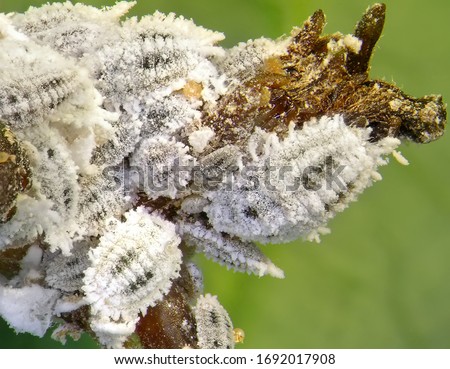 Scale insect, Cotton mealybug, Phenacoccus solenopsis, (Hemiptera: Pseudococcidae) is one of plant pests of Mediterranean Region. Macro Royalty-Free Stock Photo #1692017908