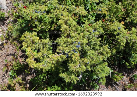 Juniperus communis subsp. nana, Juniperus sibirica. Wild plant shot in summer. Royalty-Free Stock Photo #1692023992