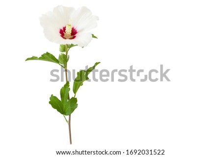One white Hibiscus syriacus or Rose of Sharon flower isolated on white background and free space. Royalty-Free Stock Photo #1692031522
