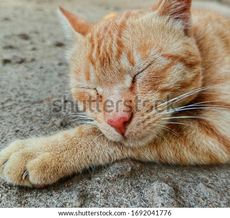 A pic of sleeping cat