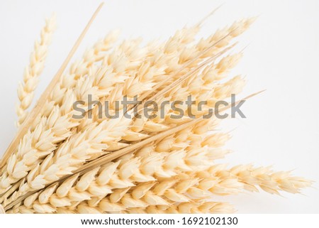 Oat spike isolated on bright background close-up. Bunch of ears.