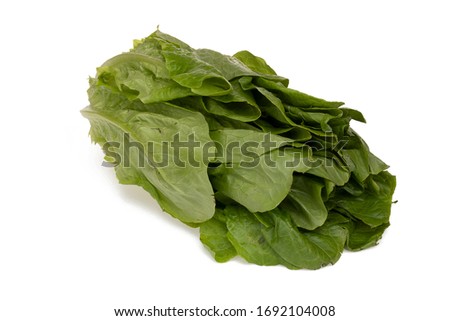 Whole cos or romaine lettuce (lactuca sativa longifolia), isolated on white background