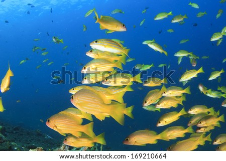 School of Bluestriped Snapper fish underwater on coral reef