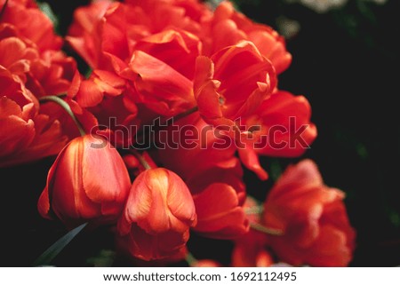 Red tulips flowers bouqet on black dark background. Pandemic spring concept. Coronavirus disease, covid 19 backdrop.