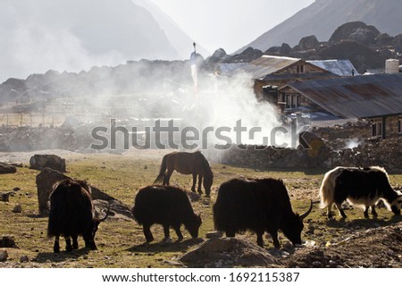 Himalayan big yak mountains .wild animal in nature