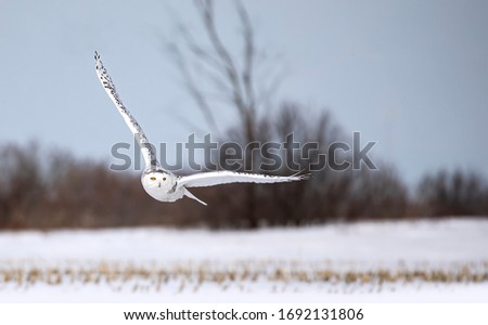 Snowy owl (Bubo scandiacus) taking off in flight hunting over a snow covered field in Ottawa, Canada