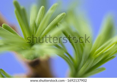 Siberian larch.
Macro shooting of branches, buds, leaves.
Pine family (lat. Lárix sibírica)