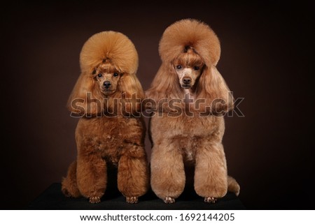 studio portrait of a red-haired dwarf poodle in studio on a brown background Royalty-Free Stock Photo #1692144205