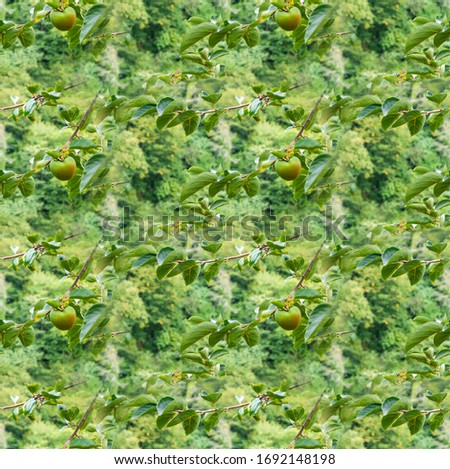 A seamless texture, an endless pattern from the photo - a garden with the fruits of green persimmon 