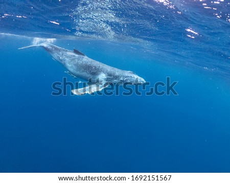 young humpback whale swimming beneath the surface Pacific Ocean near  Vava'u islands Tonga wave splash Royalty-Free Stock Photo #1692151567