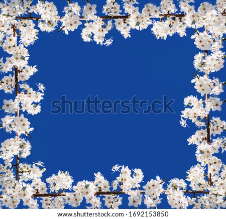 Frame fresh branches of cherry white blossoms on blue background.  Mockup for special offers as advertising or other ideas. Empty place for inspirational, motivational text or quote.