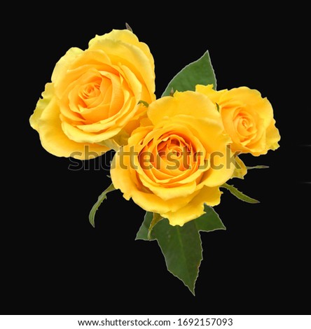 Yellow roses isolated on black background