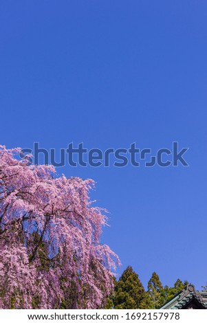 Sendai Toshogu Shrine and cherry blossoms