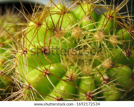 a close up shot of spike of Cactus