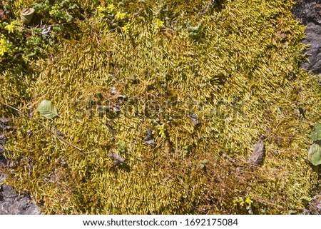 granite stone surface covered with dense growth of mosses and lichen, natural pattern in warm spring sunlight, horizontal abstract texture background