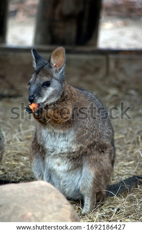 the tammar wallaby is an endangered animal found on Kangaroo Island. It is a small grey and tan  wallaby.