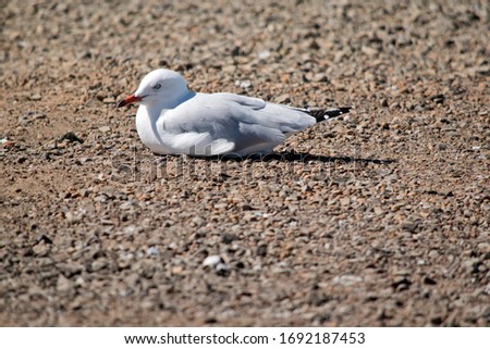 the seagull is resting on pebbles