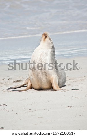 the sea lions are drying off on the beach