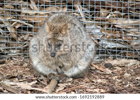 the quokka is resting next to a fence