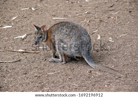 the pademelon is looking for food in a desolate area