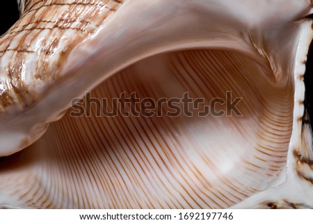 Closeup detail of seashell texture