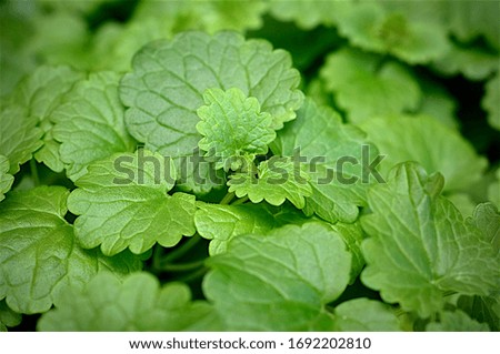 close-up of lush foliage in the vegetable garden

