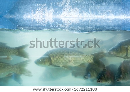 Picture of catfish swimming in water