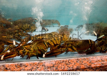 Crawfish pictures in the water