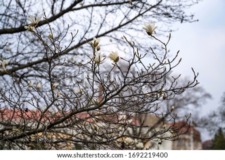 White magnolia flowers in the sunlight. Blooming magnolia tree with white flowers.Magnolia kobus