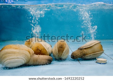 Picture of live geoduck in water